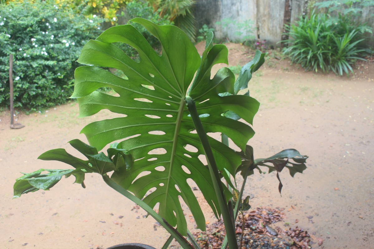 Monstera deliciosa Liebm.